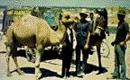 Brothers with camel in Iran